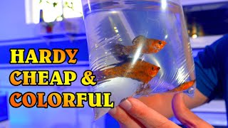 The Best Beginner Saltwater Fish  Acclimating Freshwater Mollies to Marine Aquariums [upl. by Nalyk290]