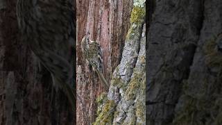 Master Of Camouflage The Treecreeper wildlifefilmmaker photography wildlifefilmmaking [upl. by Verney]