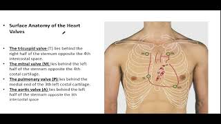 Anatomy of the pericardium and the heart Part 2 [upl. by Airamzul375]