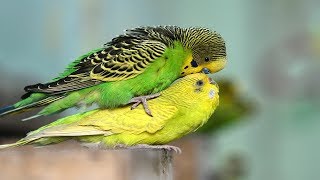 Budgies Parrots Mating  Birds Mating  Birds Love [upl. by Hemingway]