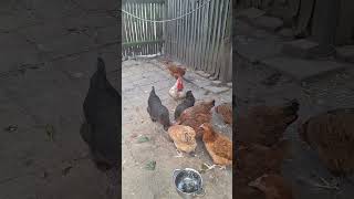 kogut pieje like chicken subscribe shorst kogut kury kurnik [upl. by Ariaj675]