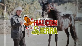 El Halcón De La Sierra  La Chuparrosa Letra [upl. by Amelus]