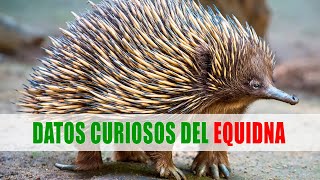 Los equidnas Tachyglossus Zaglossus  Datos curiosos de animales [upl. by Mairym]