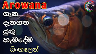 Everything about ArowanasLUCKY FISH in Sinhala  CARE sheet [upl. by Leakcim192]