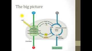 Stages of photosynthesis [upl. by Erdda]