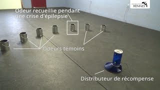 Une odeur spécifique de lépilepsie révélée par des chiens entraînés 2 min [upl. by Kimberlee]