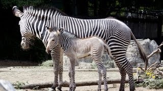 Zebra Braying  At The Denver Zoo [upl. by Ailina]