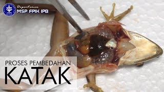 Proses Pembedahan Katak [upl. by Ahsekyt276]