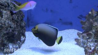 Conspicouous angelfish [upl. by Aluino]