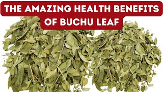 11 BENEFITS OF BUCHU LEAF FOR HEALTH [upl. by Solhcin]