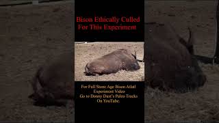 Atlatl Bison Hunt Experiment [upl. by Lyndell795]