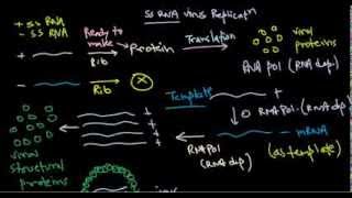 8 Replication of positive stranded RNA virus [upl. by Augusta895]