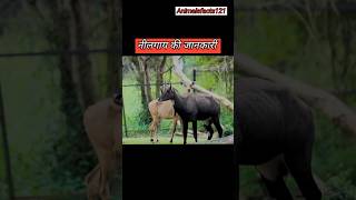 Nilgai ki puri jankari✅। नीलगाय की जानकारी। Aaj ki rat quot facts ytshorts animals [upl. by Higginbotham]