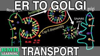 Protein Transport From ER To Golgi  COP I And COP II Vesicle Formation  Anterograde And Retrograde [upl. by Okuy]