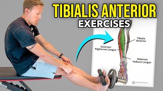 4 Tibialis Anterior Exercises [upl. by Suraved774]