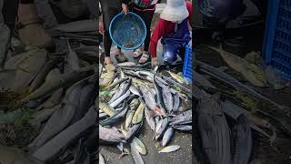 Giant Wahoo fish and little Blackmouth goosefish 好美的小安康魚 跟大石喬 超對比 源興定置漁場 seafood fishport wildfish [upl. by Claudianus]