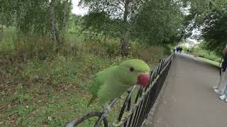 ring necked parakeet in park in London [upl. by Badger]