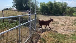 Velma the Goat Takes a Walk goats meatgoats boergoats boer farm goatsfaming boergoatfarm [upl. by Yesnek]