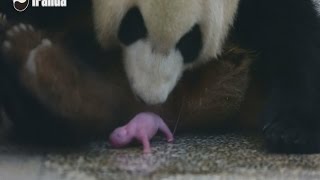 Lief babypanda geboren [upl. by Tania547]