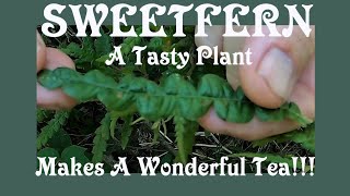 Sweet Fern A Healthy And Refreshing Plant That Can Be Used For A Tasty Beverage [upl. by Darice]