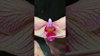 TUS ORQUIDEAS DARÁN SEMILLAS 🌷✨️ cómo polinizar orquideas orquideas phalaenopsis plants orchid [upl. by Giarc]