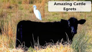 Cattle Egrets Amazing Story [upl. by Kaliope]