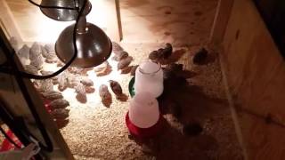 How to Build a Chicken or Quail Brooder [upl. by Mcgruter]