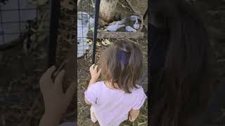 Princess Uma Feeding Her Bantams Chickens Fresh VeggiesFruits youtubeshorts chicken bantams [upl. by Ysdnyl]