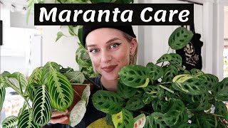 Maranta Plant Care  Propagation 🌿 [upl. by Aisanahta]