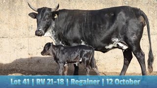 Lot 41  RV 2118  Bushkloof Ngunis by die Nguni Regainer Veiling op 12 Oktober 2023 [upl. by Gideon350]