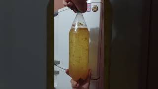 😋 VOCÊ SABIA QUE O KOMBUCHA PODE AJUDAR MUITO NA SAÚDE INTESTINAL [upl. by Eniamrahc907]