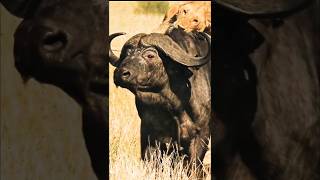 quotBrave Buffalo Defies Lions to Rescue Her Friends  Epic Wildlife Rescuequot [upl. by Callas935]