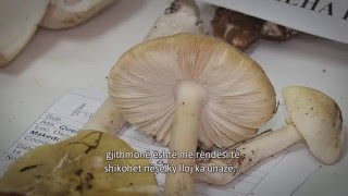 Смртоносни печурки во Македонија Deadly Mushrooms of Macedonia [upl. by Shanda764]