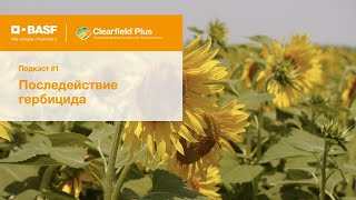 Мифы и правда о технологиях Clearfield® Clearfield® Plus последействие гербицида [upl. by Tsirhc]