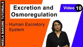 Excretion and Osmoregulation  NEET  Human Excretory System  Neela Bakore Tutorials [upl. by Afatsom]