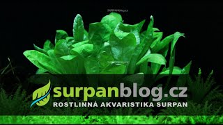 Samolus valerandi  Solenka Valerandova  Akvarijní rostliny  SURPANcz [upl. by Geno]