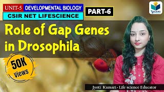 GAP GENES  ZYGOTICSEGMENTATION GENES OF DROSOPHILAPART6  CSIR NET DEV BIO [upl. by Lowe]