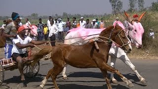 Horse and Bull Cart Race Nej 2019 perdbul ras Pferd Ochsenrennen [upl. by Rap829]