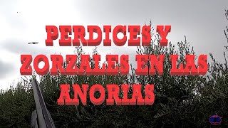 caza de perdices y zorzales en las Anorias Albacete [upl. by Mundy]