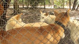 Австралийский динго  Dingo Australian Native Dog [upl. by Ahsenaj]