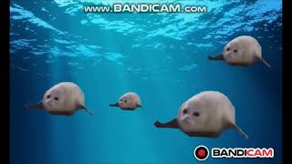 Try not to laugh Bouncing seals [upl. by Annia784]