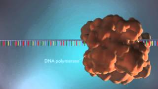 DNA replication  3D [upl. by Naivaj15]