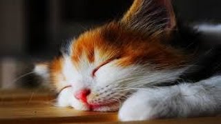 The Sweetest Lullaby For Kittens and Puppies ♫ Calming Music For Babies Pets 🎧 ZEN amp RELAX [upl. by Lehte437]