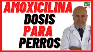 💚 Amoxicilina Clavamox Dosis en Perros 💚Antibioticos para perros con infecciones de piel cutáneas [upl. by Convery]