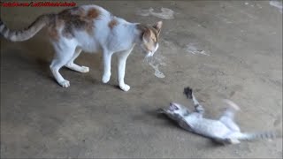 Cat attacking kitten  Angry cat scares kitten [upl. by Wunder]