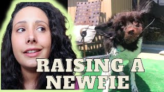 What it is like owning a Newfoundland dog  4 things I wish I knew before getting a Newfie puppy [upl. by Dymphia]