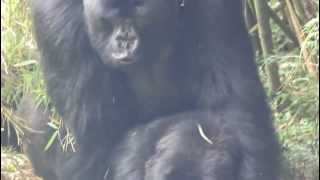 Mountain Gorillas mating Rwanda [upl. by Andreas]