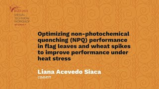 Liana Acevedo Siaca nonphotochemical quenching performance in flag leaves and wheat spikes [upl. by Denae]