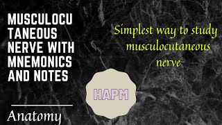 Musculocutaneous nerve with mnemonics and notes [upl. by Dennet]