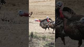 1 2 3… BOOM turkeyhunting turkeyseason wildturkey [upl. by Latsyrc679]